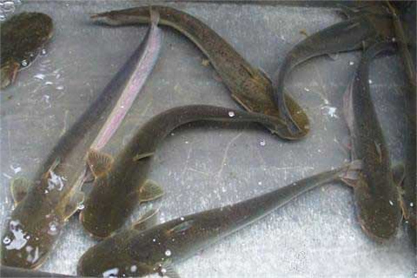 大口鲇魚(yú)泛池的預防