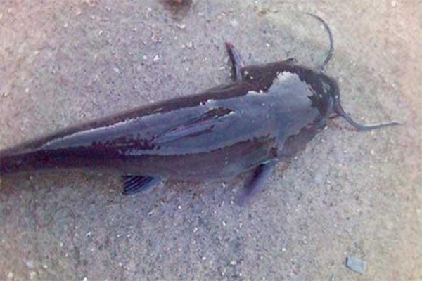 大口鲇魚(yú)養殖親魚(yú)外傷治療