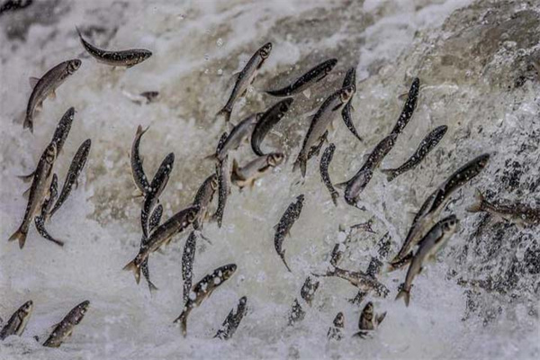 鯔魚(yú)苗的捕撈季節