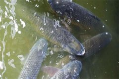 吊養草魚(yú)、鳙魚(yú)養殖經(jīng)驗總結