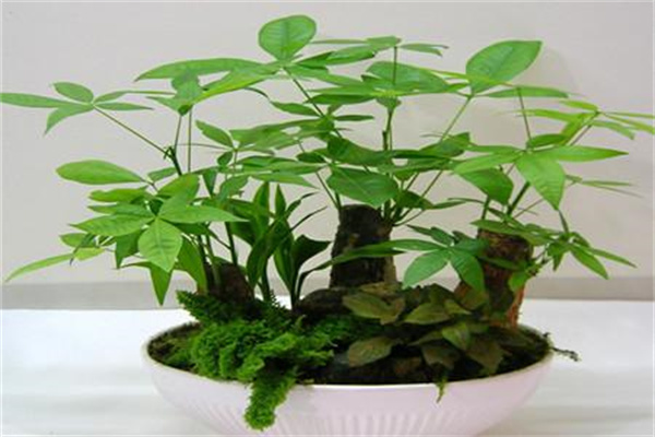發(fā)財樹(shù)的生長(cháng)習性