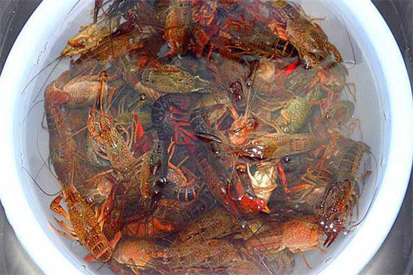 家養小龍蝦需要多少水
