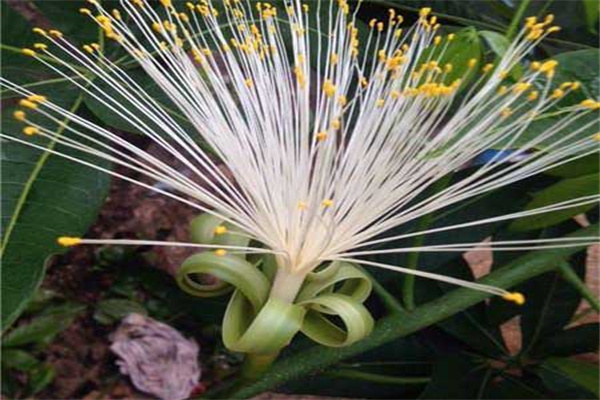 發(fā)財樹(shù)的開(kāi)花時(shí)間