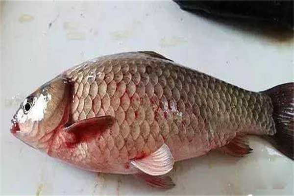 如何治療草魚(yú)機械性腸炎