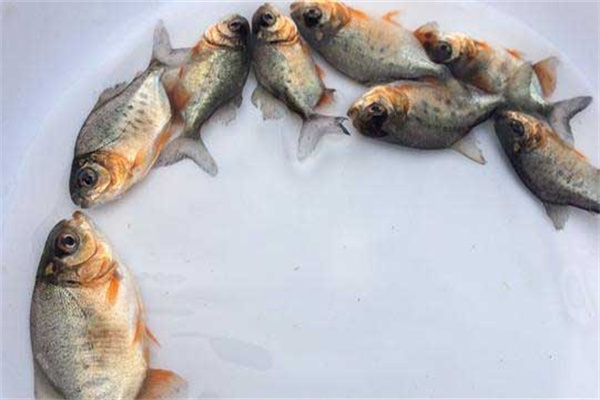 淡水白鯧魚(yú)種的放養