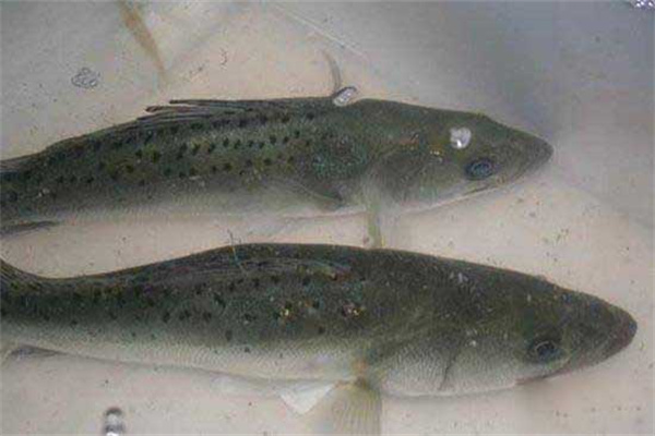 鱸魚(yú)養殖需注意防治哪些病害