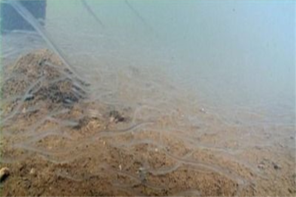 鰻魚(yú)苗的采捕方法