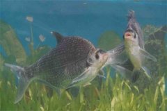 團頭魴魚(yú)苗塘的日常管理工作有哪些
