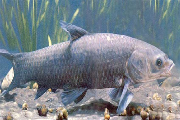 青魚(yú)催產(chǎn)劑的種類(lèi)、劑量和注射方法