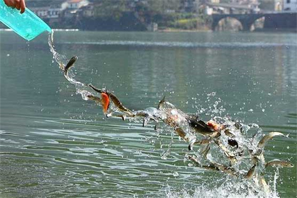 北方地區魚(yú)苗下塘要注意些什么