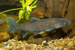我國淡水魚(yú)類(lèi)主要包括哪些品種？