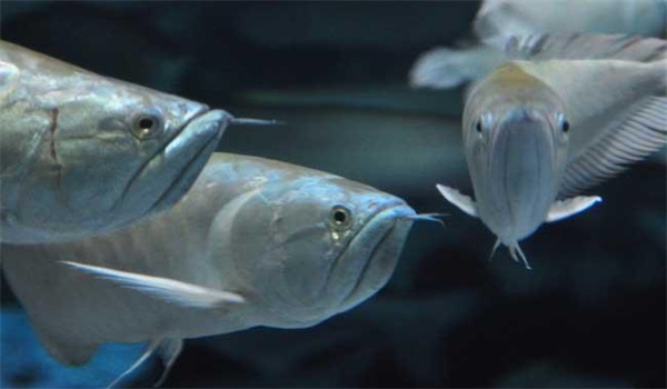 銀龍魚(yú)怎么養及喂養技巧