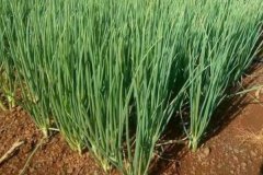 大蔥的品種有哪些，什么時(shí)間種植、怎樣種植