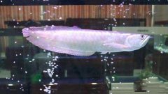 銀龍魚(yú)水溫多少合適，銀龍魚(yú)怎么養及喂養技巧