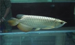 銀龍魚(yú)吃什么飼料 初學(xué)養殖銀龍魚(yú)要注意哪些
