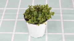 薄荷盆栽可以放臥室嗎？盆栽薄荷怎么養