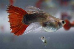 孔雀魚(yú)多久繁殖一次，它生產(chǎn)小魚(yú)前有何預兆？
