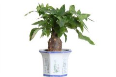 發(fā)財樹(shù)會(huì )開(kāi)花嗎？發(fā)財樹(shù)開(kāi)花是什么預兆