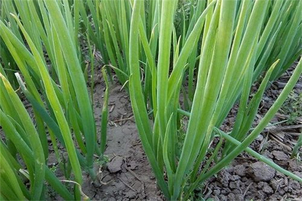 陽(yáng)臺種蔥的養護