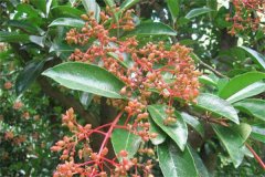 珊瑚樹(shù)的生態(tài)習性、栽培管理與園林用途