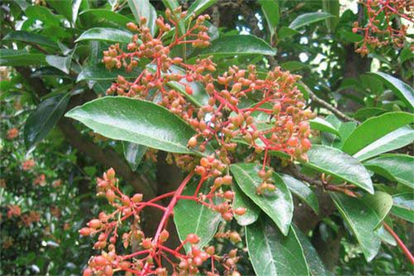 珊瑚樹(shù)的生態(tài)習性、栽培管理與園林用途