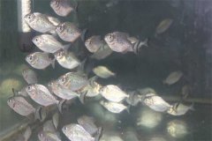 淡水鯧魚(yú)越冬魚(yú)種養成商品魚(yú)的方法