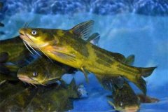 在溫泉越冬的淡水鯧魚(yú)種出池轉塘注意事項