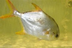 淡水鯧魚(yú)對敵百蟲(chóng)等幾種消毒藥物的敏感性問(wèn)題