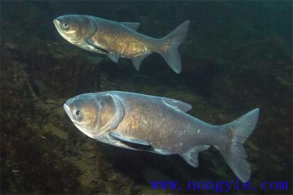 家魚(yú)混養池只死鰱鳙魚(yú)的原因