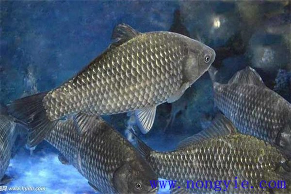 鯽魚(yú)高產(chǎn)養殖技術(shù)