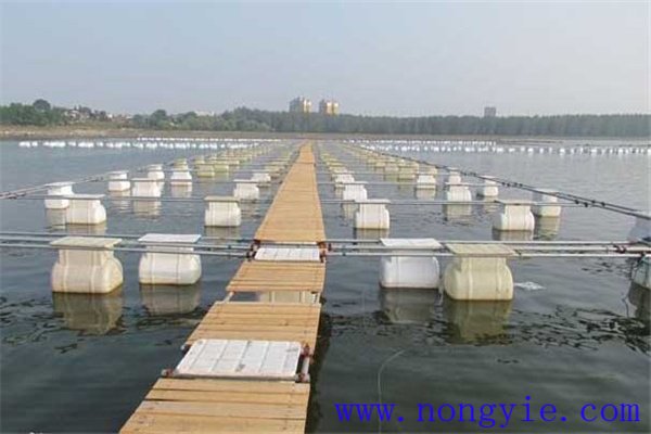 網(wǎng)箱養鱖魚(yú)網(wǎng)箱、網(wǎng)目大小和放養密度