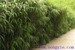 大明竹怎么養？大明竹的相關(guān)知識