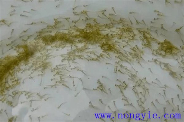 投喂魚(yú)苗豆漿的方法