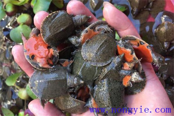 甲魚(yú)的苗種放養要點(diǎn)