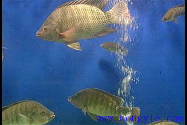注意大魚(yú)吞食小魚(yú)的現象