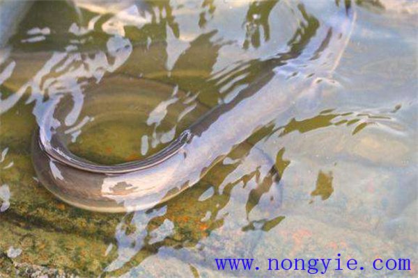 人工養殖鰻魚(yú)為什么會(huì )生病