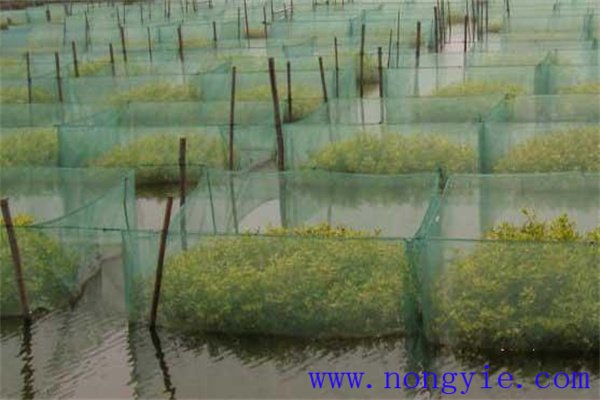 養鱔池的水質(zhì)管理