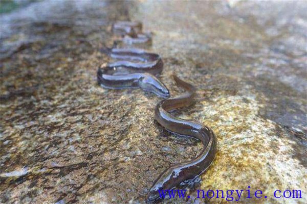 光溫度水流水壓和聲響對鰻魚(yú)的影響