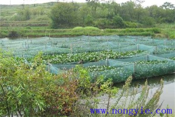 池塘網(wǎng)箱養殖黃鱔需要注意