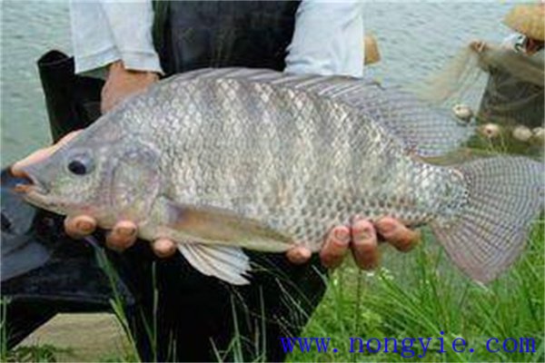 稻田養殖奧尼羅非魚(yú)的條件