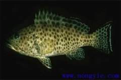 適合我國南方養殖的高檔魚(yú)——青石斑魚(yú)