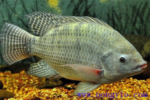 奧尼羅非魚(yú)飼養管理、人工投餌