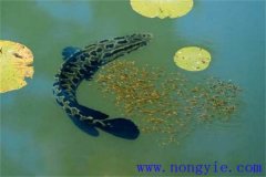 烏魚(yú)的產(chǎn)卵季節、成熟年齡、懷卵量與產(chǎn)卵量