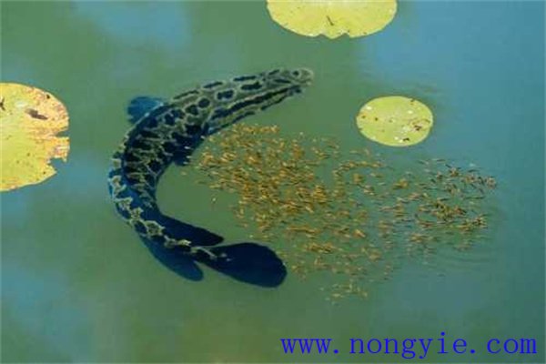 烏魚(yú)的產(chǎn)卵季節