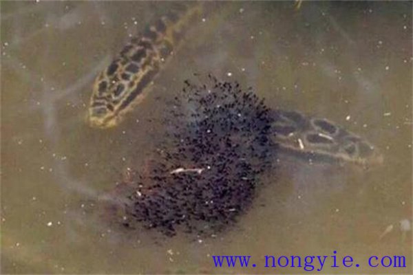 烏魚(yú)的懷卵量、產(chǎn)卵量