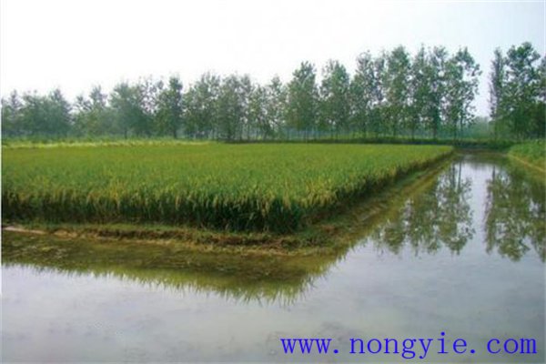 稻田養殖黃顙魚(yú)的方法與步驟