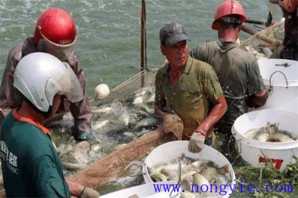如何提高加州鱸魚(yú)運輸的成活率