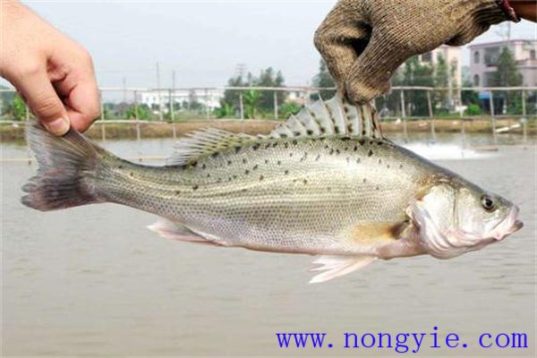 加州鱸魚(yú)親魚(yú)的飼養管理