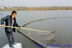 加州鱸魚(yú)如何混養池塘主養所需具備的條件