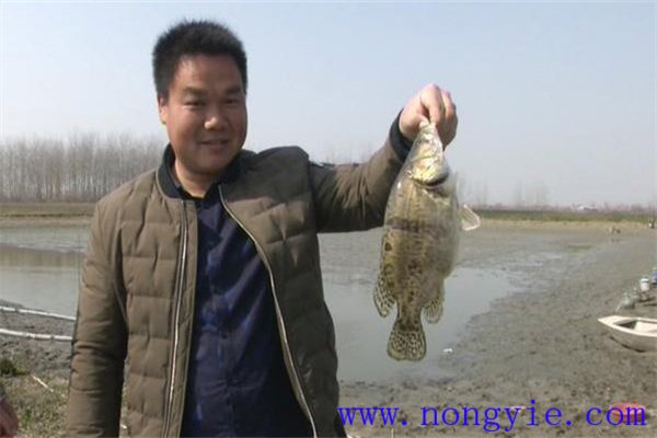 鱖魚(yú)的養殖前景如何